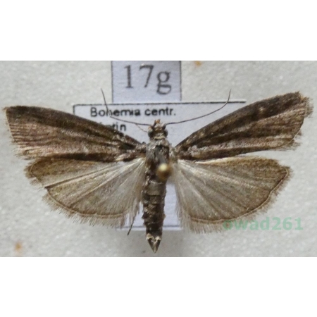 Pyla fusca (Haworth, 1811) Czech17g